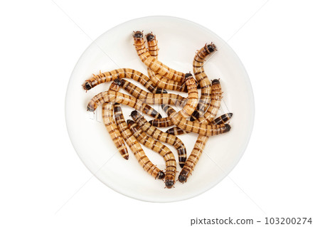 Worms larvae zophobas in ceramic bowl isolated on white background. Food for exotic animals. Top view. Flat lay 103200274