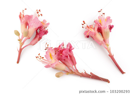 Aesculus x carnea or red horse chestnut isolated on white background. Top view. Flat lay 103200293