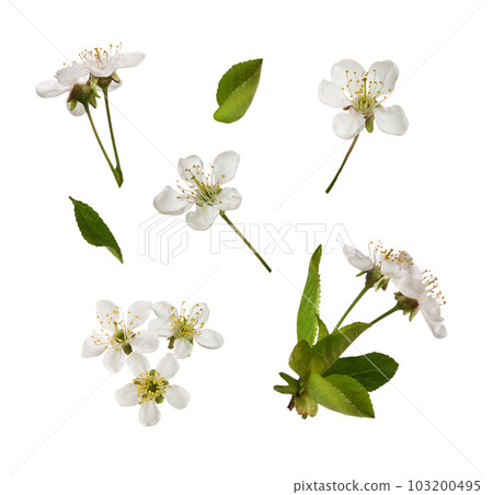 Spring set of small green leaves and flowers of cherry isolated 103200495