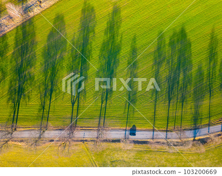 Rural asphalt road with alley of trees at sunset time. Trees in a row with dropped long shadow. Aerial view from drone. 103200669