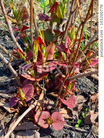 Reynoutria japonica. Common names include Japanese knotweed and Asian knotweed. spring sprouts. 103200776