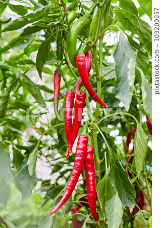 Red hot chilli peppers grows on a bush in the vegetable garden 103200957