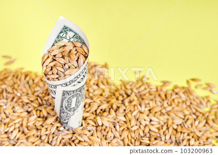 A rolled up dollar bill with barley grains sprinkled into it on a yellow background A rolled up dollar bill with barley grains sprinkled into it on a yellow background 103200963