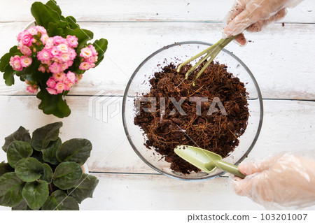 Closeup view of glass bowl woman using tool with coconut substrate. White wooden background. Flat lay. The concept of home organic gardening 103201007