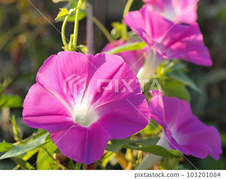 紅色牽牛花花 紅色牽牛花花 103201084