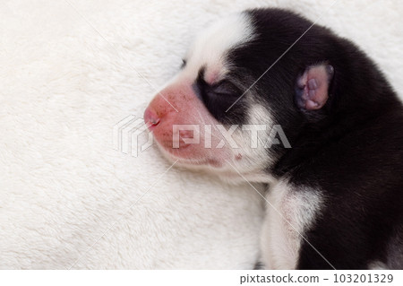 Siberian Husky puppy sleeps on a white blanket on the bed 103201329
