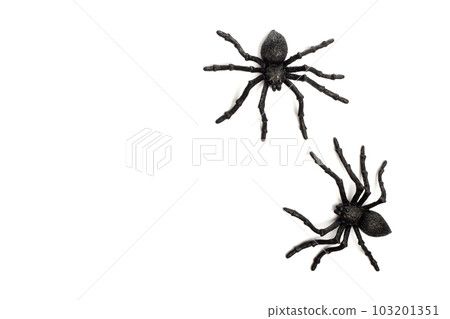 Two black rubber spider toys isolated on a white background with copy space. 103201351