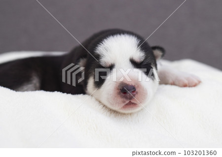 Siberian Husky puppy sleeps on a white blanket on the bed 103201360