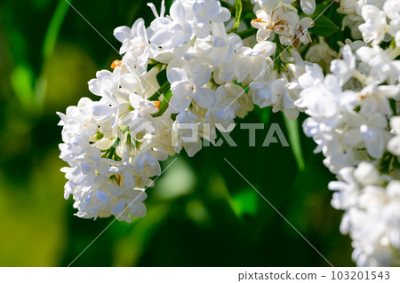 French Lilac; Miss Ellen Wilmot (Kawashita Park, Sapporo)_2515 French Lilac; Miss Ellen Wilmot (Kawashita Park, Sapporo)_2515 103201543