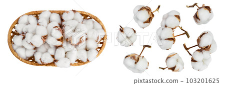 Cotton plant flower in a wicker basket isolated on white background with  full depth of field. Top view. Flat lay 103201625