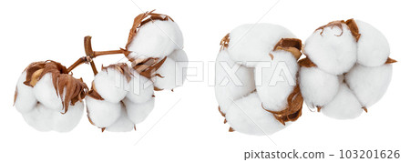 Cotton plant flower isolated on white background with  full depth of field 103201626