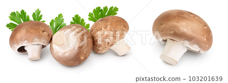 Royal Brown champignon isolated on white background with  full depth of field 103201639