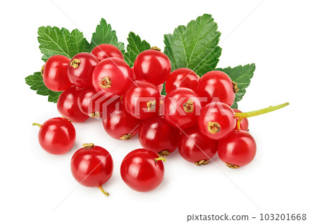 Red currant berry isolated on white background 103201668