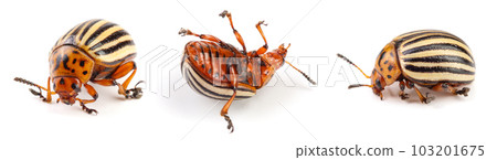 Colorado Potato Beetle isolated on white background Colorado Potato Beetle isolated on white background 103201675