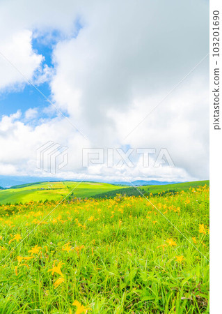 [Summer material] Nikko Kisuge in full bloom on the Kurumayama plateau and Kirigamine [Nagano Prefecture] 103201690