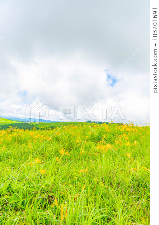 [Summer material] Nikko Kisuge in full bloom on the Kurumayama plateau and Kirigamine [Nagano Prefecture] 103201691