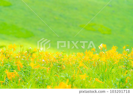 [夏季素材]車山高原和霧峰盛開的日光木菅[長野縣] 103201718