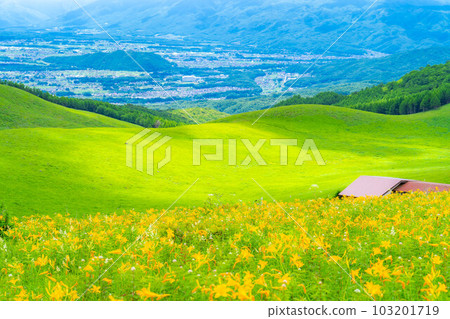 [夏季素材]車山高原和霧峰盛開的日光木菅[長野縣] 103201719