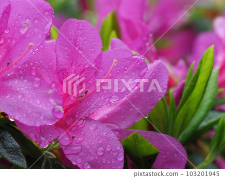 Beautiful azalea flowers wet in the rain 103201945
