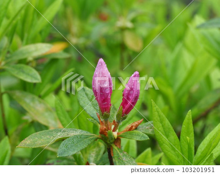 Beautiful azalea flowers wet in the rain Beautiful azalea flowers wet in the rain 103201951