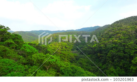 我會盡力為新鮮的綠色 103201963