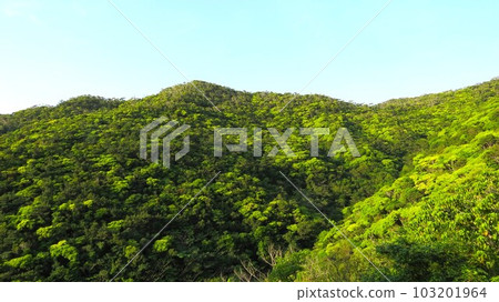 我會盡力為新鮮的綠色 103201964