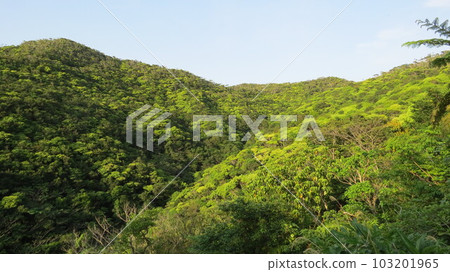 我會盡力為新鮮的綠色 103201965