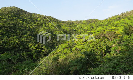 我會盡力為新鮮的綠色 103201966