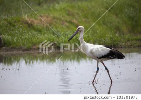 Storks looking for food in rice fields before planting 103201975