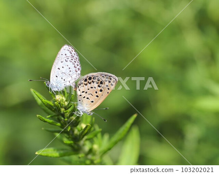 Mating caneola 103202021