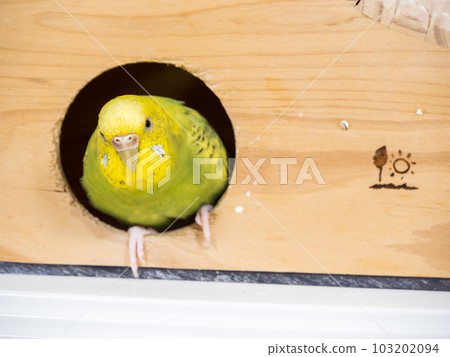 [Pet] Budgerigar waiting at the entrance of the hut 103202094