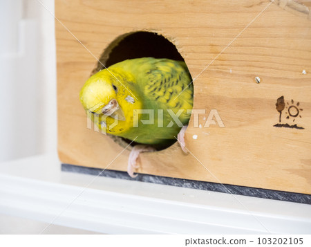 [Pet] Budgerigar waiting at the entrance of the hut 103202105