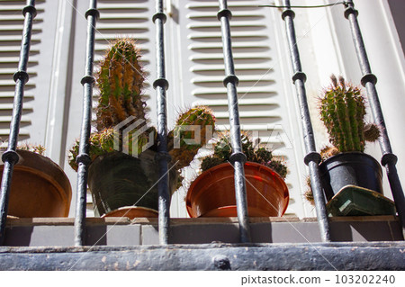 Growing cactus on balcony on an European street. Different small cacti in pots against a white wooden balconies door. A garden in urban jungle. Arid climate. Houseplants on a city street Urban jungles 103202240