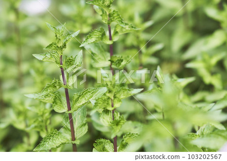 北海道薄荷葉 103202567