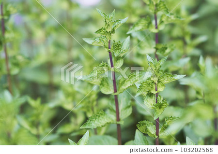 Hokkaido peppermint leaves 103202568