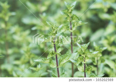 Hokkaido peppermint leaves Hokkaido peppermint leaves 103202569