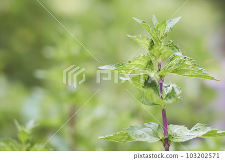 北海道薄荷葉 103202571