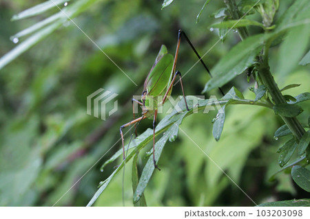 Homoptera pruriensis 103203098