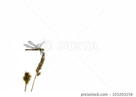 Red Dragonfly Akiakane 103203256