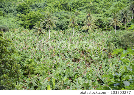 American Samoa Banana plantation seen from above 103203277