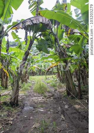American Samoa banana plantation and hanging bananas 103203279
