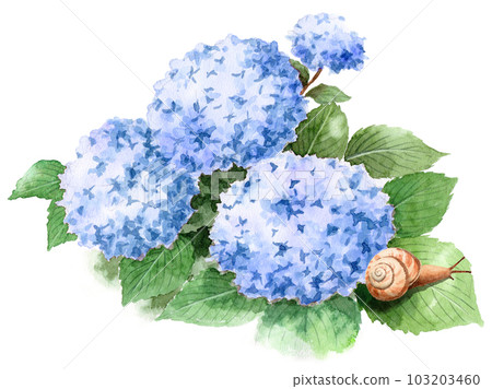 模擬水彩藍色繡球花葉上的蝸牛 103203460