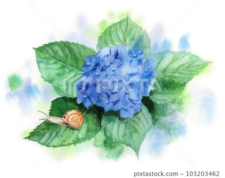 模擬水彩藍色繡球花葉上的蝸牛 103203462