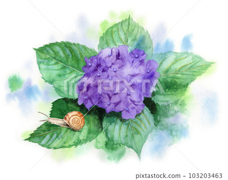 Snail on analog watercolor purple hydrangea leaf Snail on analog watercolor purple hydrangea leaf 103203463