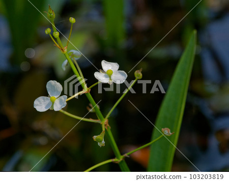 新興植物花卉 新興植物花卉 103203819