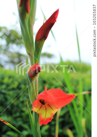 beautiful orange gladiolus 103203837