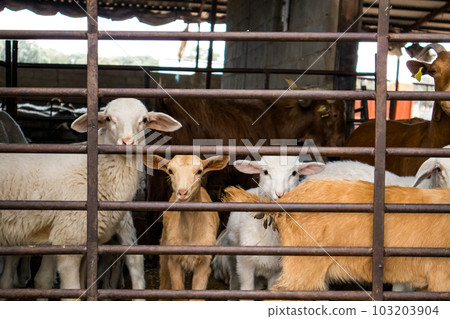Lots of domestic animals - White sheep and brown goats - in a pen behind a fence looking at a camera. Farm animals in a village. Animal husbandry, farming. Agriculture animal, pets. Funny muzzles. Lots of domestic animals - White sheep and brown goats - in a pen behind a fence looking at a camera. Farm animals in a village. Animal husbandry, farming. Agriculture animal, pets. Funny muzzles. 103203904