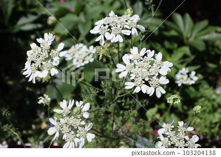 Lace-like flower Orrea blooming in the flower bed in the garden 103204138