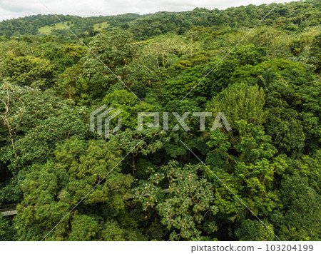 Amazing view of beautiful nature in Costa Rica. Green trees growing in rainy forest on gloomy day in costa rica Amazing view of beautiful nature in Costa Rica. Green trees growing in rainy forest on gloomy day in costa rica 103204199