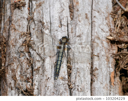 蜻蜓Shioya蜻蜓Miseijuku♂ 103204229